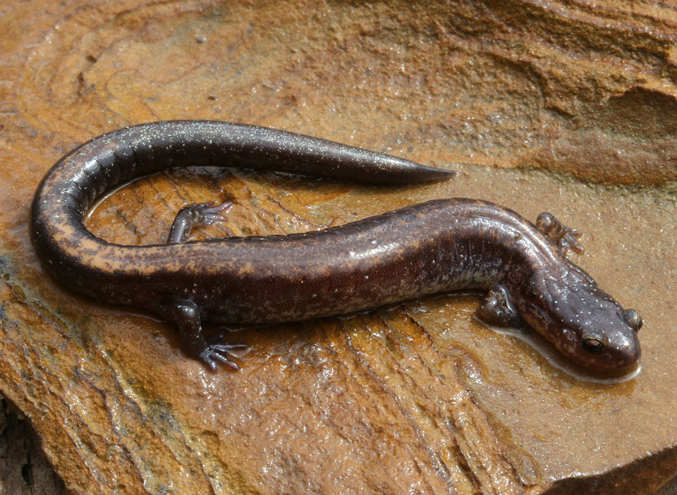 Redback Salamander